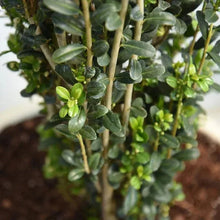 1Gal.HomeGardenCollection_8-pack3 - USA Mega Market