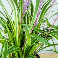 1Gal.HomeGardenCollection_8-pack6 - USA Mega Market