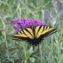 1GallonButterflyBush_4-pack1 - USA Mega Market