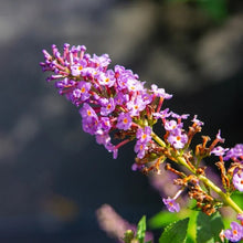 1GallonButterflyBush_4-pack2 - USA Mega Market