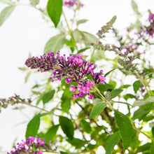 1GallonButterflyBush_4-pack3 - USA Mega Market