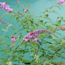 1GallonButterflyBush_4-pack4 - USA Mega Market