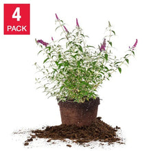 1GallonButterflyBush_4-pack - USA Mega Market