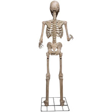 Berkley Jensen 8' Giant Poseable Skeleton with Lighted Eyes and Sound