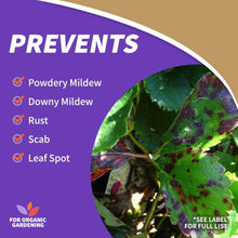 Bonide Captain Jack's 16 oz Neem Oil Ready-to-Use Spray for Insect, Fungus and Mite Control