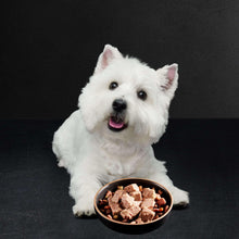 Cesar Classic Loaf In Sauce Wet Dog Food Variety Pack, 3.5 Oz Trays (24 Pack)