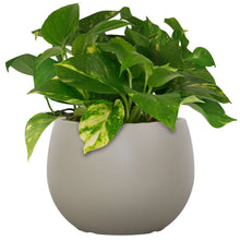 8IN-JORDAN-GRAY-758691ca-850c-482-182bf5ff-d3e8-4119-8d76-03814a8ca5ba-_3 - USA Mega Market