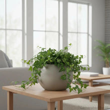 Mainstays Jordan 8" x 8" x 6" Medium Round Resin Planter