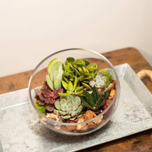 8" Slanted Cut Succulent Terrarium