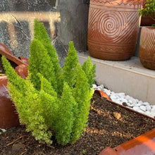 Alder-OakPatioReadyFoxtailFern-_3 - USA Mega Market