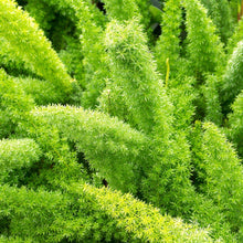 Alder-OakPatioReadyFoxtailFern1-_2 - USA Mega Market