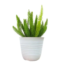 Alder-OakPatioReadyFoxtailFern2-_1 - USA Mega Market