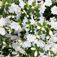 Alder_OakAzaleaShrub1 - USA Mega Market