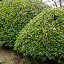 Alder_OakAzaleaShrub2 - USA Mega Market