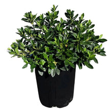 Alder & Oak Azalea Shrub