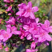 Alder & Oak Azalea #01 Container, 4-pack