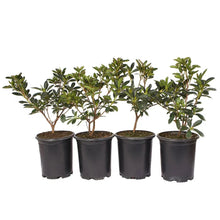 Alder & Oak Azalea #01 Container, 4-pack