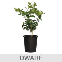 Alder & Oak Bearss Lime Tree