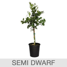 Alder_OakBearssLimeTree2 - USA Mega Market