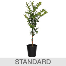Alder_OakBearssLimeTree3 - USA Mega Market