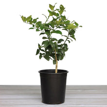 Alder_OakBearssLimeTree - USA Mega Market