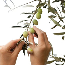 Alder & Oak Fruiting Olive Tree