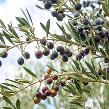 Alder_OakFruitingOliveTree2 - USA Mega Market