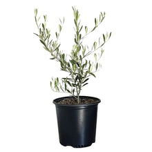 Alder_OakFruitingOliveTree - USA Mega Market