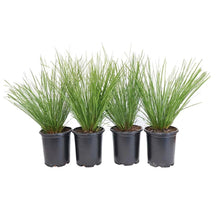 Alder_OakLomandraBreeze_4-pack - USA Mega Market