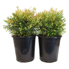 Alder_OakNandinaGulfstream_2-pack - USA Mega Market