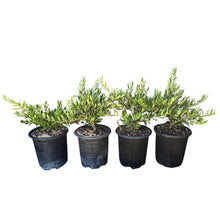 Alder_OakNon-fruiting_Petite_Olive_4-pack - USA Mega Market