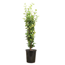 Alder_OakStakedStarJasmine - USA Mega Market