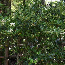 Alder_OakWax-LeafPrivet_2-pack1 - USA Mega Market