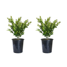 Alder_OakWax-LeafPrivet_2-pack - USA Mega Market