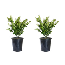 Alder & Oak Wax-Leaf Privet, 2-pack