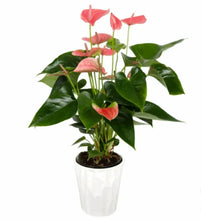 AnthuriuminCeramicPot-_1 - USA Mega Market