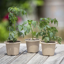 Back to the Roots 4.25" Organic Biodegradable Seed Starting Pots, Plantable Fiber (8 Pack)