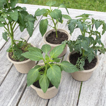 Back to the Roots 4.25" Organic Biodegradable Seed Starting Pots, Plantable Fiber (8 Pack)
