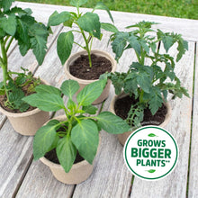 Back-to-the-Roots-Natural-and-Or5-_4 - USA Mega Market