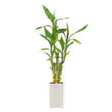 BambooPlantCollection1 - USA Mega Market