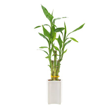 BambooPlantCollection1 - Brands For Less USA