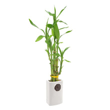 BambooPlantCollection2 - USA Mega Market