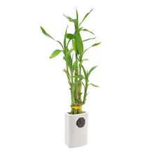 Bamboo Plant Collection