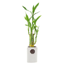 BambooPlantCollection3 - USA Mega Market