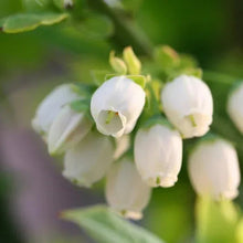 Berry Bush Collection, 3-pack