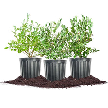 BerryBushCollection_3-pack - USA Mega Market