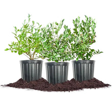Berry Bush Collection, 3-pack