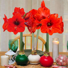 BloomakerHolidayTrioWaxedAmaryllis-NoWaterNeeded1-_1 - USA Mega Market