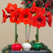 BloomakerHolidayTrioWaxedAmaryllis-NoWaterNeededv-_4 - USA Mega Market