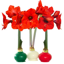 BloomakerHolidayTrioWaxedAmaryllis_NoWaterNeeded2 - USA Mega Market